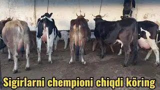 Tergachi mol bozori sigirlar narhlari bilan tanishing 5.01.2024yil Admin +99833.781.14.04