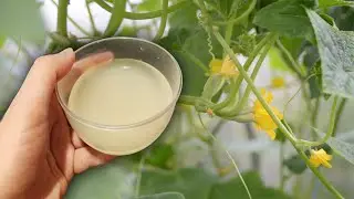 Огурцы пойдут в рост и завяжутся гроздями! Полейте этим огурцы