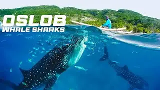 Whale Sharks Tourist Attraction at Oslob Philippines