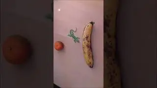 Who Gets Rotten First? Banana vs Tangerine