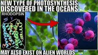 New Type of Photosynthesis Found In the Ocean Could Exist on Alien Worlds