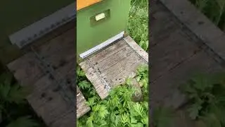 Погибли летные пчелы у коллеги из Подмосковья.  Подскажите что случилось