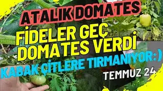 ATALIK PEMBE DOMATES FİDELERİ GEÇ DOMATES VERİYOR|ÇİTLERE TIRMANAN KABAKLARI KURTARALIM|KADİFE
