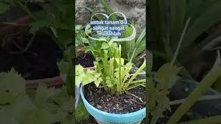 Setelah seminggu tanam daun sup guna akar #plants #garden