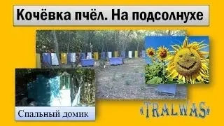 Пчеловодство ☆ Кочёвка пчёл на подсолнухе 2007 год