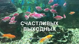 Счастливых выходных всем