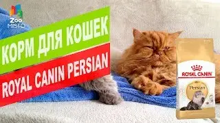 Корм для КОШЕК ПЕРСИДСКОЙ ПОРОДЫ |  ROYAL CANIN PERSIAN REVIEW