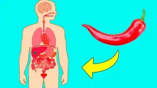 ВОТ ПОЧЕМУ НУЖНО ЕСТЬ ПЕРЕЦ ЧИЛИ КАЖДЫЙ ДЕНЬ