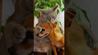 На это можно смотреть ВЕЧНО!! Смешные Кошки и Собаки! 😂😂😂 #Shorts