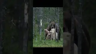 wolf vs bear #shorts - wolf pack vs bears #shorts - wolves fighting bears -  #wolfpack