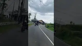 Dua pohon Randu besar di Pemalang ,randu dongkal