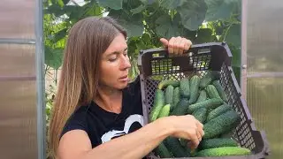 Скудный урожай, говорите... А зачем мне больше? Огородная болталка ⛔️СЛАБОНЕРВНЫМ НЕ ВХОДИТЬ