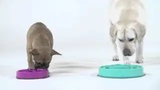 Миска fun feeder, здоровое пищеварение для собак