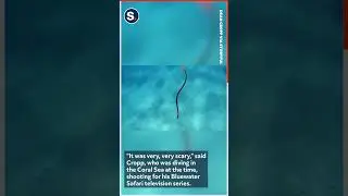 Venomous Sea Snake Scares Snorkeler