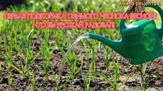 ПЕРВАЯ ОБЯЗАТЕЛЬНАЯ ПОДКОРМКА ОЗИМОГО ЧЕСНОКА!ЧТО БЫ УРОЖАЙ РАДОВАЛ ВАС! просто сохрани рецепты.