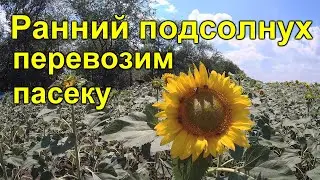 Взяток с подсолнуха 2020