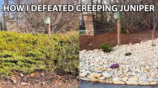 The Nightmare That IS Creeping Juniper! - How I Removed A Mess and Transformed My Driveway Area