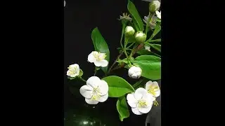 ВЕТКА ВИШНИ ИЗ ХОЛОДНОГО ФАРФОРА  (cherry branch)