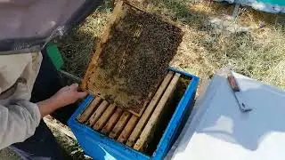 Наличие Расплода в сентябре перед Изоляцией матки на зиму.