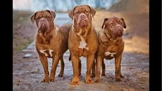 THE MASTER OF ALL BULLDOGS SAID WE HAVE FRENCH MASTIFFS AKA DOGUE DE BORDEAUX AKA BORDEAUX BULLDOGS.