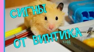 СИГНЫ ОТ ВИНТИКА | РОЗЫГРЫШ СИГН ОТ ВИНТИКА ❤