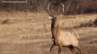 Благородный и бесстрашный🦌