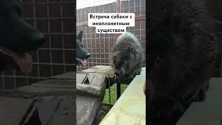 Кто бобр? Сам ты бобр