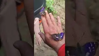 #sorts Красотки