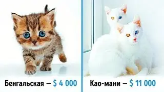 19 шикарных кошек, которые стоят целое состояние