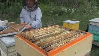 принёс ли мёд слабышок.