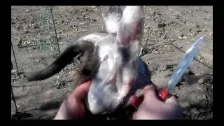 Забой нутрии!!!!!