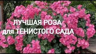 СУПЕР РОЗА для тенистого сада. АНГЕЛА-роза для солнечных и тенистых мест .Всегда море цветов.