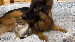 Dogs That Were Never Raised With Cats Fall For A Tiny Kitten