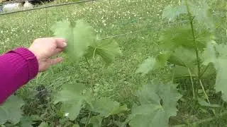 Жирующий куст винограда. Что это и как с ним быть?