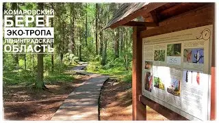 Прогулки по Ленинградской области. Комаровский берег. Эко-тропа (Leningrad Oblast eco-path)