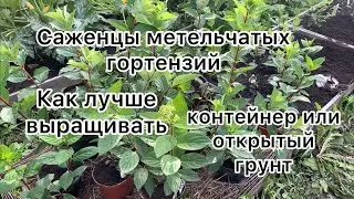 САЖЕНЦЫ МЕТЕЛЬЧАТЫХ ГОРТЕНЗИЙ. Как лучше выращивать, контейнер или открытый грунт.