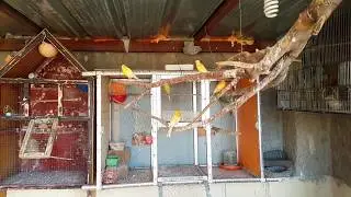 Homemade, Enormous cage for birds (Aviary)