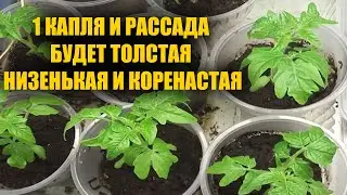 1 КАПЛЯ И РАССАДА БУДЕТ ТОЛСТАЯ НИЗЕНЬКАЯ И КОРЕНАСТАЯ, ПОВЫШАЕТ УРОЖАЙНОСТЬ В 10 РАЗ!