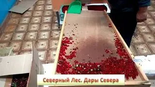 Прокатка, очистка брусники после сбора. Методы очистки ягод.