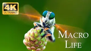 4K Macro Life - Stunning Macro Footages of Insects & Animals in 4K Ultra HD