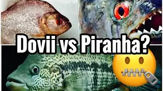 Dovii Cichlid vs Piranha Fight - Aquarium Talk