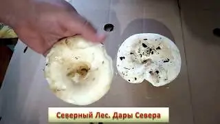 Отличия грибов. Белый груздь и скрипун  Съедобные грибы