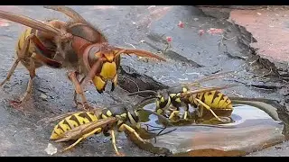 Как бороться с шершнями