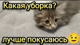 Знакомство со шваброй😊, нееет, лучше покусаться🤣.