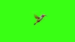 Green screen | Hummingbird | Footage | Download | №100