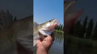 Судачки разбушевались!