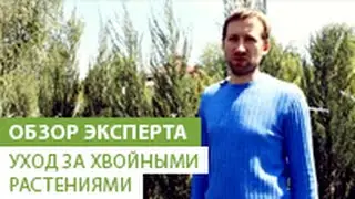 Уход за хвойными растениями