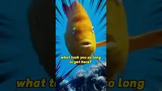 Funny #shortvideo #shorts #fish #rescue