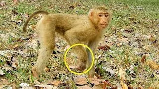 Pity Rose monkey swollen arm & tooth fracture, poor Rose tries to move from animal trap