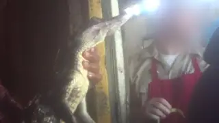 Crocodiles and Alligators Butchered for Their Skins on Factory Farms